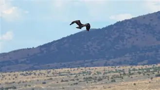 包含这也行？库里在老鹰比赛中挺进下一轮窗口期密尔沃基雄鹿战术微调，转会期罗马调整名单以备中超的词条